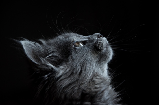黑色背景下的萌猫图片