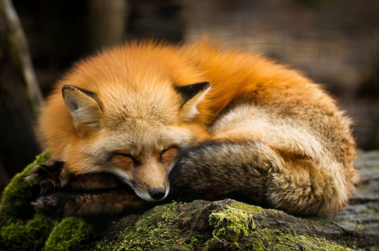 林中熟睡的狐狸