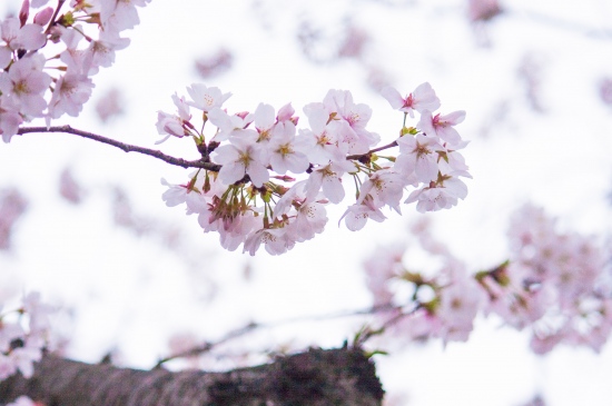 三月的樱花唯美高清壁纸