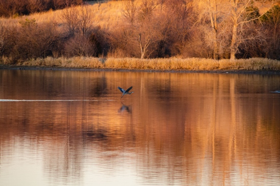 秋天湖面飞掠而过的一只鸟图片