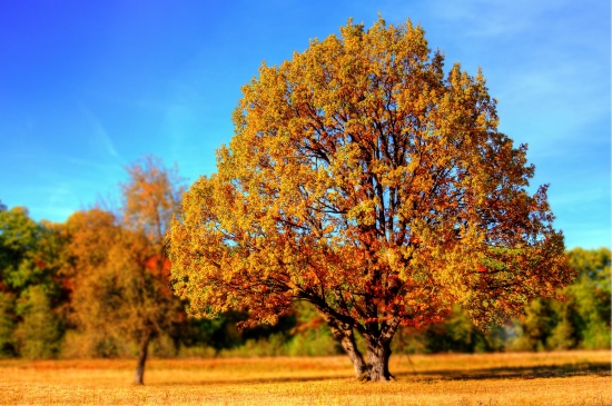 秋天的黄叶树木图片