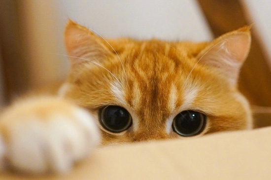 大眼睛小萌猫平板壁纸