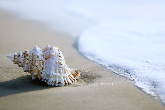 大海沙滩上的海螺图片