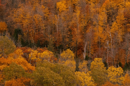 一片秋天的树林图片