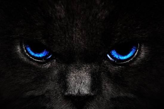 神秘高冷的黑色猫猫图片