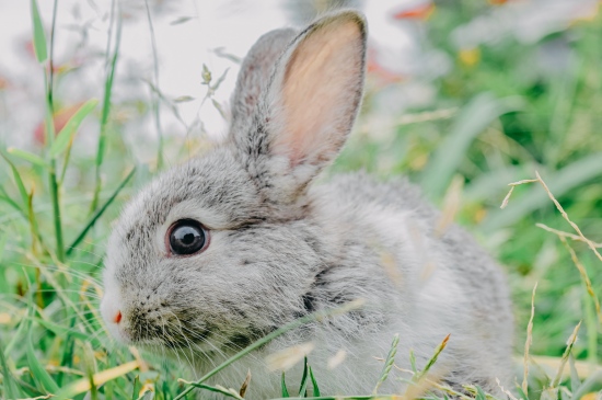 草地上的可爱兔子图片