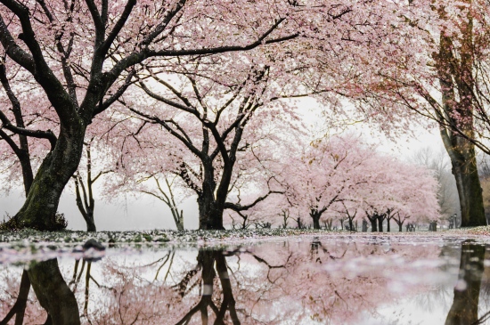 樱花簇簇高清图片