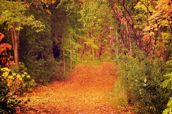 缤纷的秋季树林小路图片
