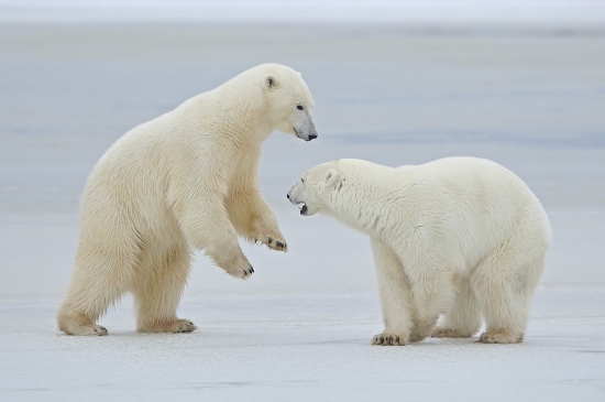 两头北极熊图片