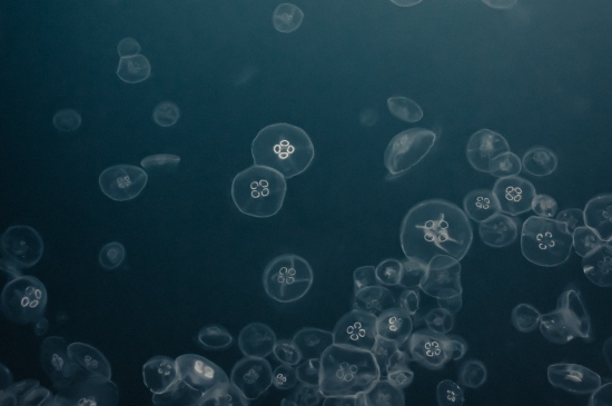 海底世界水母iPhone手机壁纸
