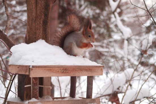 雪中的大尾巴松鼠