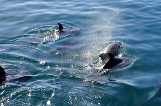 大海中的可爱海豚壁纸