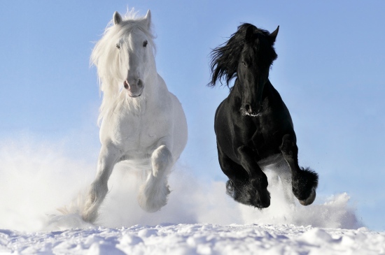 雪中奔驰的黑白骏马
