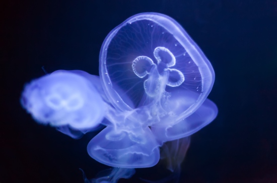 美丽梦幻的深海水母图片