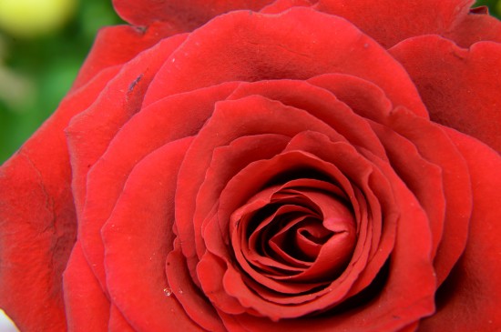 浪漫迷人的玫瑰花