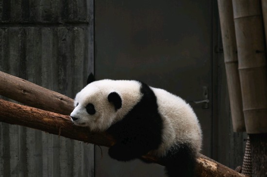 治愈的大熊猫
