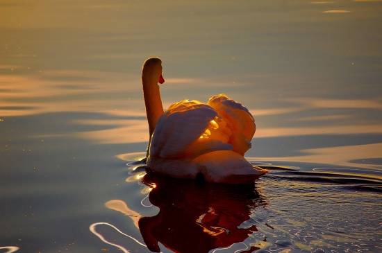 夕阳下浮水的天鹅