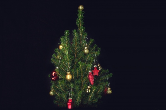 一棵小小的圣诞树图片