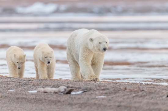 带领着幼崽去觅食的北极熊图片