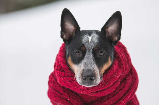 雪中戴围巾的狗狗