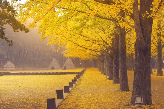 铺满金色落叶的公园图片