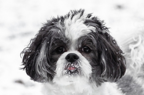大雪节气出门玩耍的狗狗图片