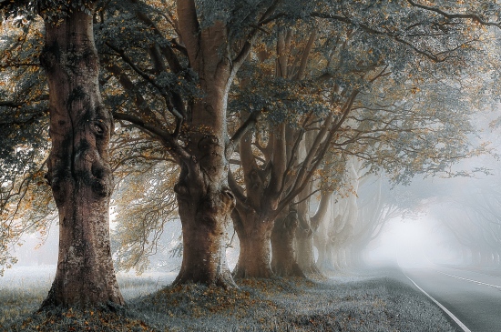 雾中的大树图片
