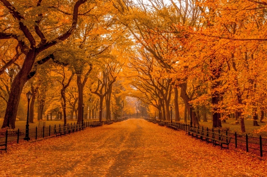 纽约中央公园的秋天