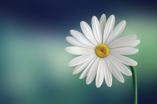 微距镜头下一枝唯美白色雏菊