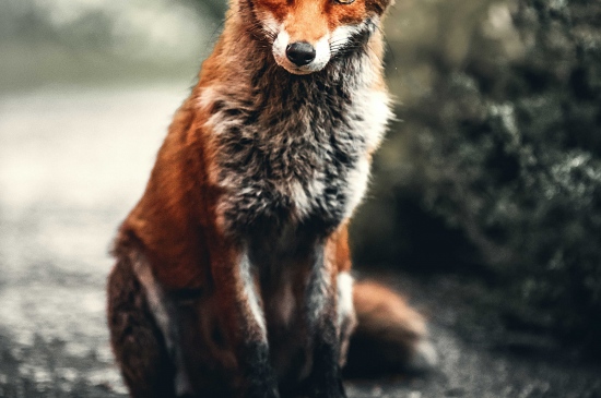 火红的小狐狸图片