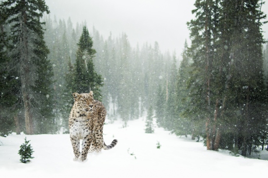 暴风雪中的豹子