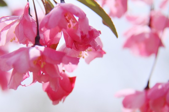 粉嫩优美的海棠花