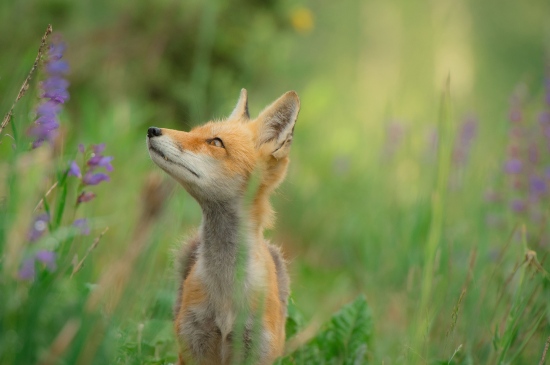 花丛中的小狐狸高清唯美壁纸