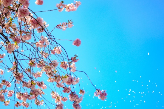 蔚蓝天空下的花枝图片