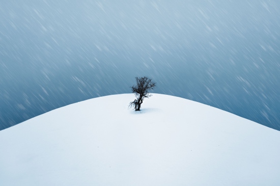 大雪之中摇摇欲坠的枯树