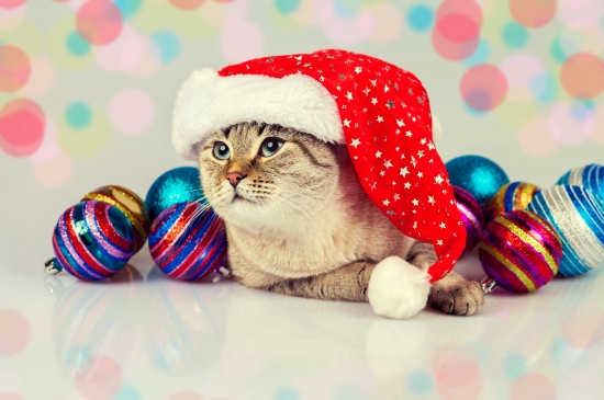 戴圣诞帽的小猫咪