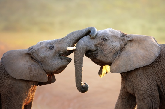 两头亲密互动的大象图片