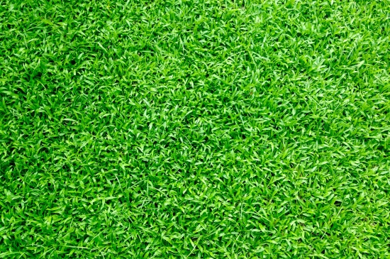 绿色草坪电脑壁纸