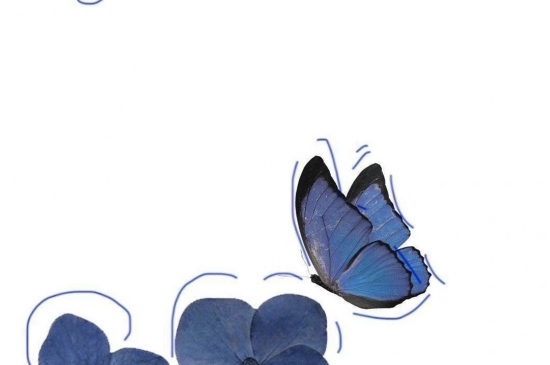 蓝色蝴蝶ins风壁纸