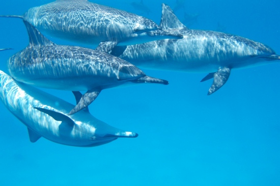 一群在海里游泳的海豚图片
