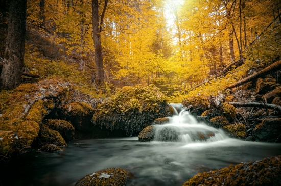秋日树林里的溪流图片