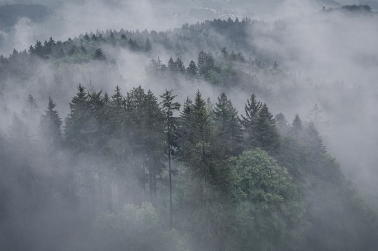 雾气朦胧的树林风光