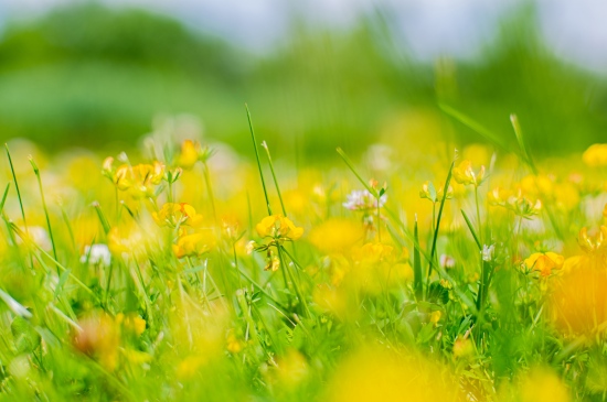 开满小黄花的草地