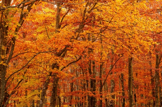 秋天的森林风景图片