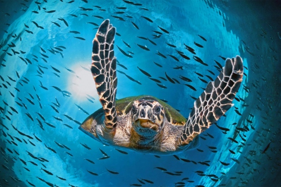 海洋鱼群下的海龟