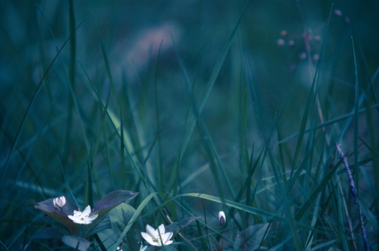草中的小白花图片