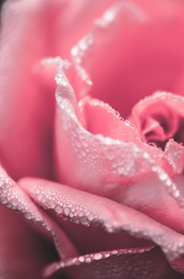 浪漫唯美的粉红色玫瑰