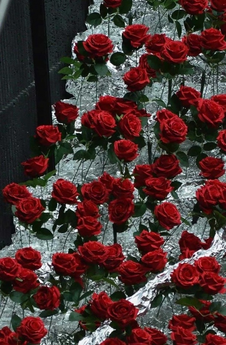 雪上红玫瑰手机壁纸