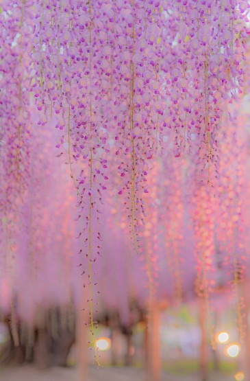 浪漫迷人的紫藤萝瀑布