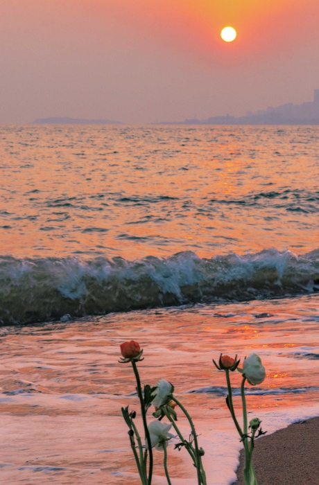 海边夕阳下的花